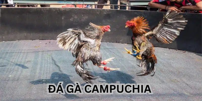 Đá gà Campuchia 98WIN sân chơi cá cược hấp dẫn
