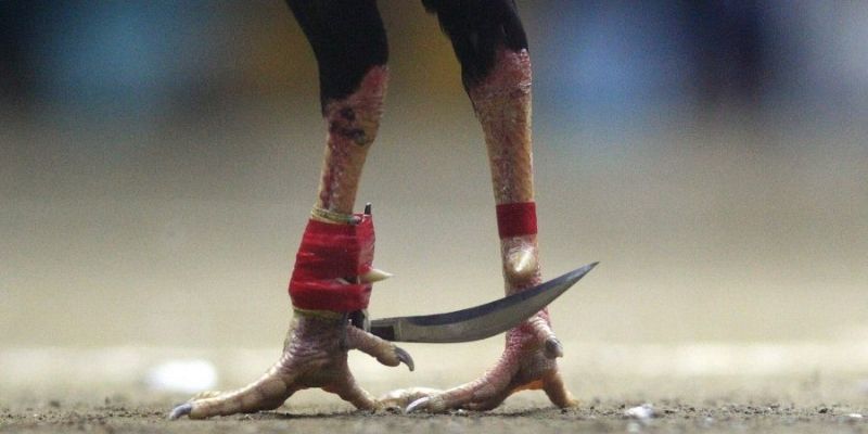 Tìm hiểu chung về hình thức chọi kê cựa dao tại nhà cái 98WIN