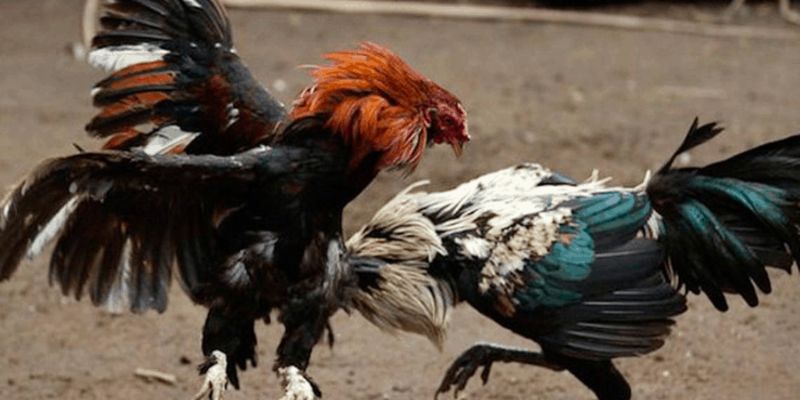 So sánh giữa đá gà cựa dao và đá gà đòn truyền thống